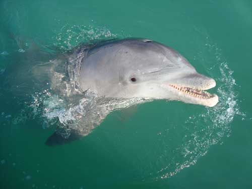 closeup with dolphins parasailing